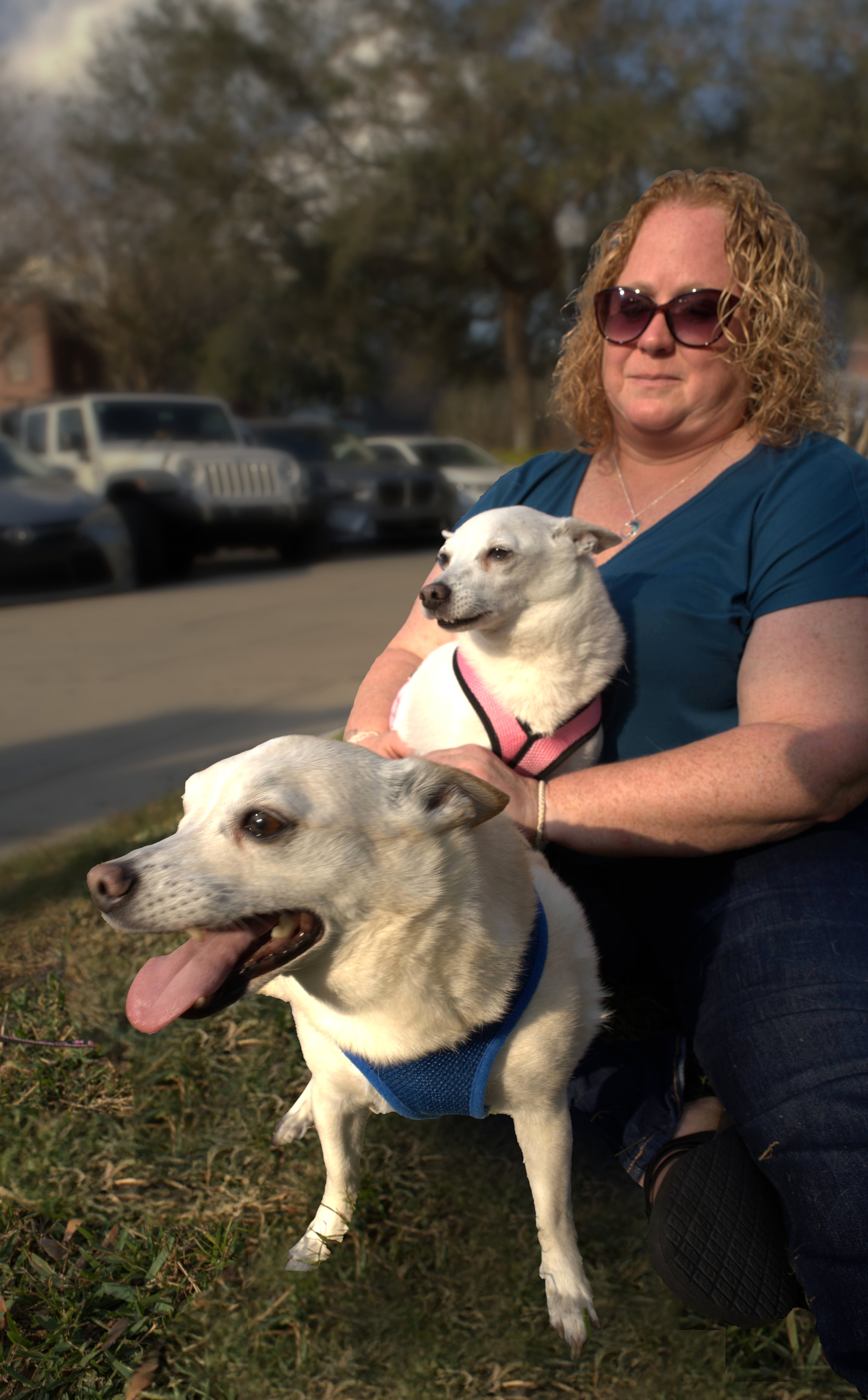 Will & Grace who are Chihuahua mix dogs